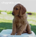 Cute Golden retriever puppies for sale