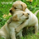 Cute Golden retriever pups for adoption