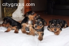 Cute Male & Female Teacup Yorkie Pups