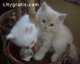 Cute Persian Kittens Currently Available