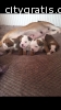 Cutest English Bulldog Puppies for Adopt