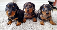 Dachhunds 1 boy and 1 girl for adoption