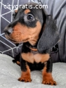 Dachshund Puppies Available