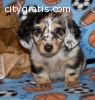 Dachshund Puppies for Sale