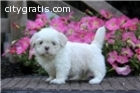 Darlin Shih Tzu puppies for rehoming