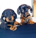 Daschunds 1 boy and 1 girl for adotpion