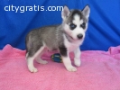 DFSGs Blue Eyes Siberian Husky Puppies