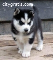 disponibles cachorros de husky