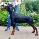 Doberman male puppy