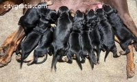 Doberman