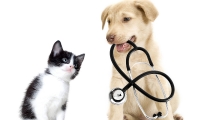 Dog Rabies Vaccinations McAllen