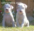 Dogo argentino puppies for re homing