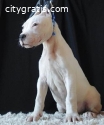 Dogo Argentino puppies