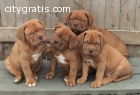 Dogue De Bordeaux puppies for sale