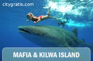 @Dolphine Tour Tanzania