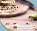 Effective Pest Management in Hampshire