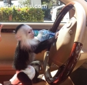 Emotional Filled Capuchin Monkeys Ava