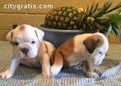 English Bulldog for adoption Puppies