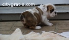 English Bulldog Puppies Available