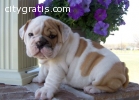 english bulldog puppies for good home