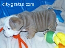 English bulldog puppies for sale