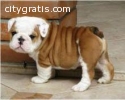 English Bulldog Puppies For sale