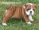 English bulldog puppies for sale