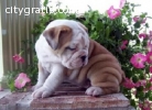 English Bulldog Puppies - Purebred Plea