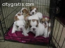 english bulldog puppies text  7086839127