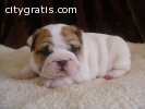 ENGLISH BULLDOG PUPPIES