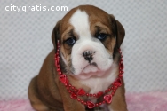 English Bulldog Puppies