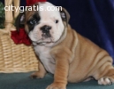 English Bulldog Puppy~Gorgeous