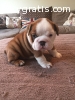 English Bulldog Puppy Male, Kc Reg, Read