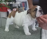 English Bulldog