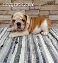 English bulldog