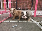 English Bulldogs Available