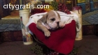 English Bulldogs for Rehoming 2144006256