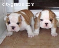 English Bulldogs for Rehoming