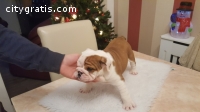 English Bulldogs for Rehoming