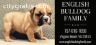 English Bulldogs for sale