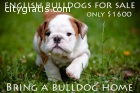 English Bulldogs for sale