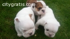 English bulldogs puppies