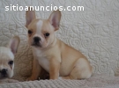 Excellent French Bulldog for good homes