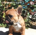 Excellent french bulldog