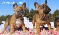 Excellent french bulldog