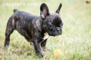 Excellent french bulldog