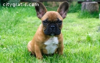 Excellent french bulldog