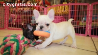 Excellent french bulldog