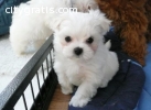 Exceptional AKC Maltese Puppies for ado