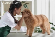 Explore Furry Tail Dog Grooming Salon in